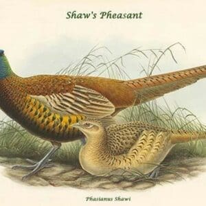 Phasianus Shawi - Shaw's Pheasant by John Gould - Art Print