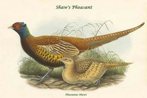 Phasianus Shawi - Shaw's Pheasant by John Gould - Art Print