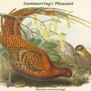 Phasianus Soemmerringii - Soemmerring's Pheasant by John Gould - Art Print