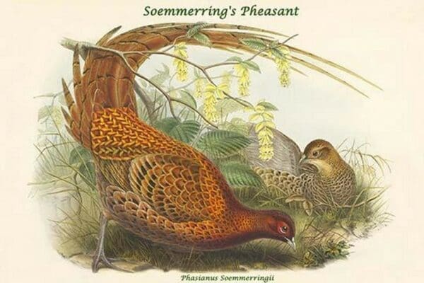 Phasianus Soemmerringii - Soemmerring's Pheasant by John Gould - Art Print