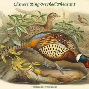 Phasianus Torquatus - Chinese Ring-Necked Pheasant by John Gould - Art Print