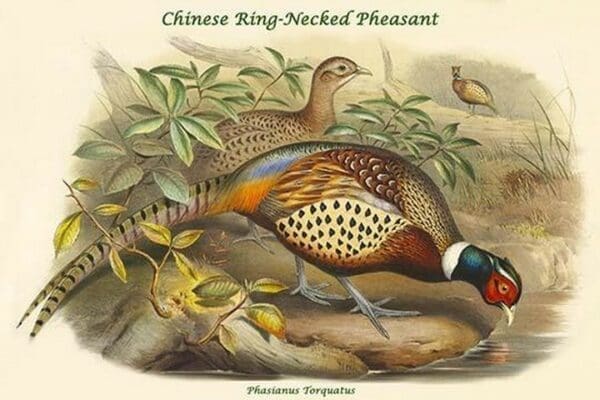 Phasianus Torquatus - Chinese Ring-Necked Pheasant by John Gould - Art Print