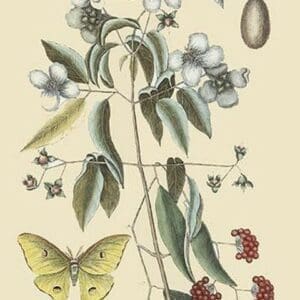 Philadelphus - Mock Orange by Mark Catesby #2 - Art Print