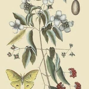 Philadelphus - Mock Orange by Mark Catesby - Art Print