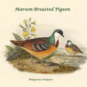 Phlogoenas Crinigera - Maroon-Breasted Pigeon by John Gould - Art Print