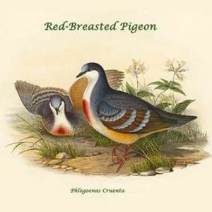 Phlogoenas Cruenta - Red-Breasted Pigeon by John Gould - Art Print