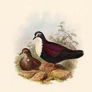 Phlogoenas Jobiensis - White-Chested Pigeon by John Gould - Art Print