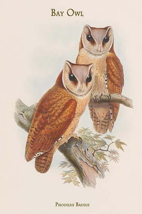 Phodilus Badius - Bay Owl by John Gould - Art Print