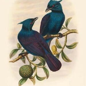 Phonygama Purpureovioacea - Purple & Violet Manucode by John Gould - Art Print