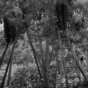 Picking pears by Dorothea Lange - Art Print