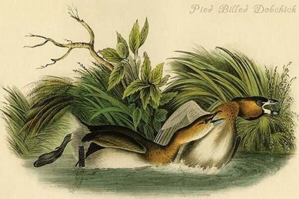 Pied Billed Dobchick by John James Audubon - Art Print