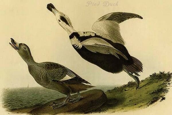 Pied Duck by John James Audubon - Art Print