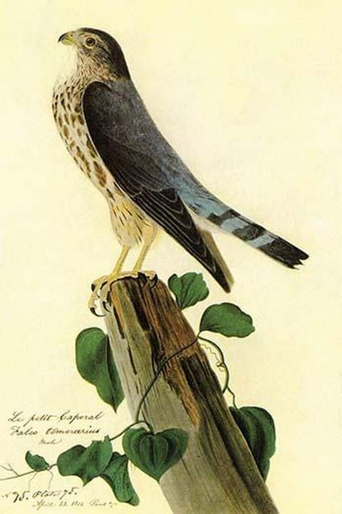 Pigeon Hawk by John James Audubon - Art Print