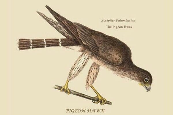 Pigeon Hawk by Mark Catesby #2 - Art Print