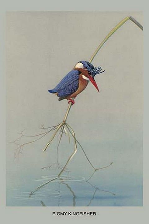 Pigmy Kingfisher by Louis Agassiz Fuertes - Art Print