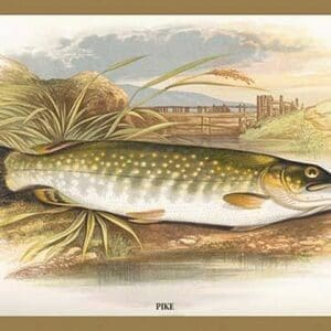 Pike by A.F. Lydon - Art Print