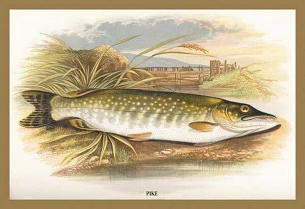 Pike by A.F. Lydon - Art Print