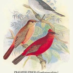 Pileated Finch; Red-Crested Finch by Arthur Gardiner Butler - Art Print