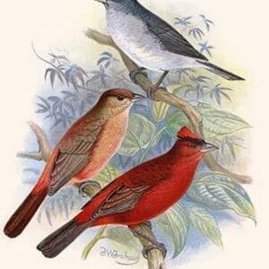 Pileated Finch & Red Crested Finch by Frederick William Frohawk #2 - Art Print