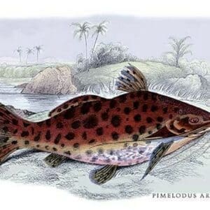 Pimelodus Arekaima by Robert H. Schomburgk - Art Print