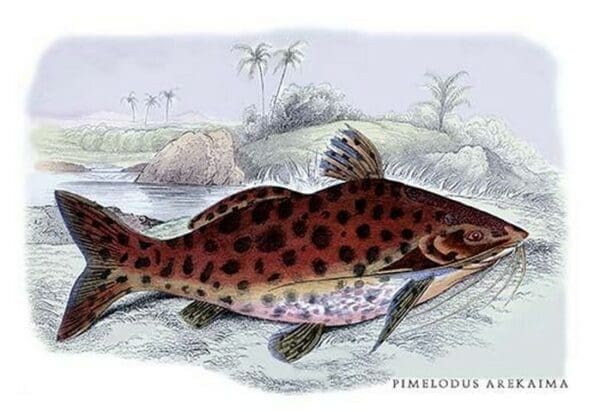 Pimelodus Arekaima by Robert H. Schomburgk - Art Print