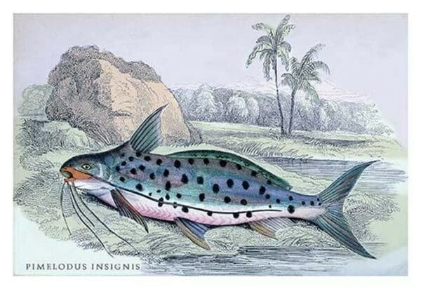 Pimelodus Insignis by Robert H. Schomburgk - Art Print