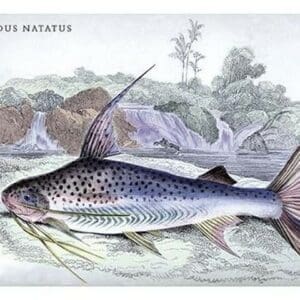 Pimelodus Notatus by Robert H. Schomburgk - Art Print