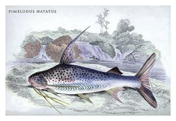 Pimelodus Notatus by Robert H. Schomburgk - Art Print