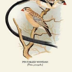 Pin-Tailed Whydah by Arthur Gardiner Butler - Art Print