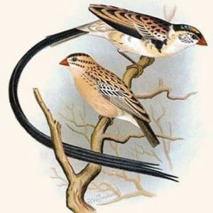 Pin Tailed Whydah by Frederick William Frohawk #2 - Art Print