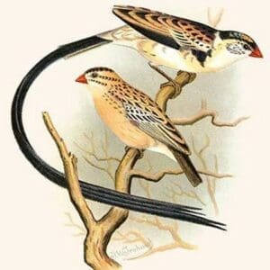 Pin Tailed Whydah by Frederick William Frohawk - Art Print