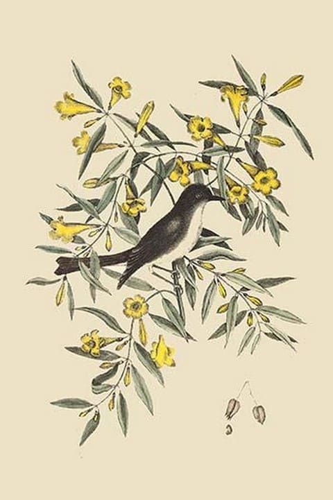 Pine Creeper by Mark Catesby - Art Print