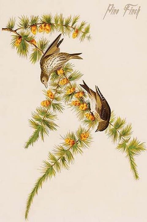 Pine Finch by John James Audubon - Art Print