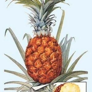 Pineapple #2 - Art Print