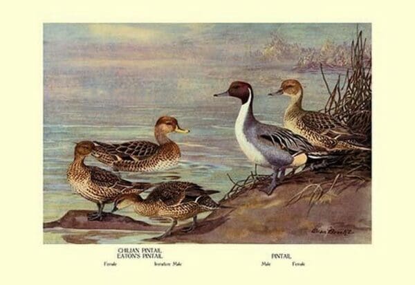 Pintail Ducks by Allan Brooks - Art Print