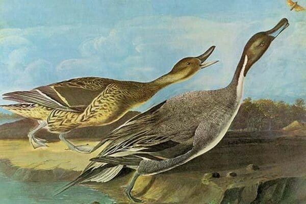 Pintail by John James Audubon - Art Print