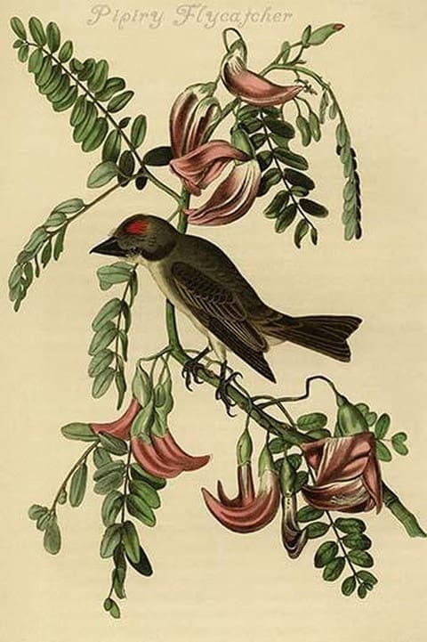 Pipiry Flycatcher by John James Audubon - Art Print