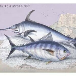 Plain Bonito and Swordfish by Robert Hamilton - Art Print