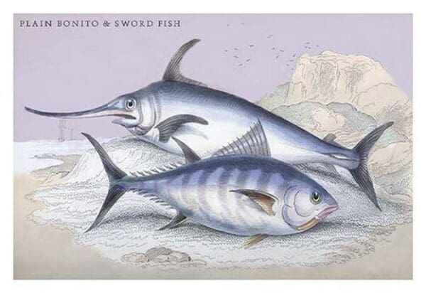 Plain Bonito and Swordfish by Robert Hamilton - Art Print