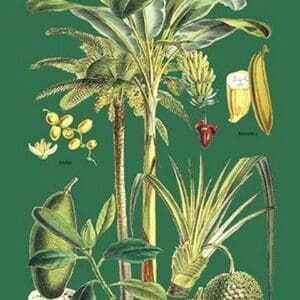 Plants Used as Food - Art Print