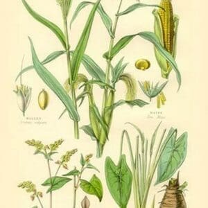 Plants used as Food. Millet