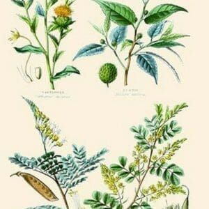 Plants used in dyeing. Safflower