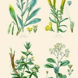 Plants used in dyeing. Woad