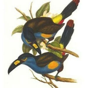 Plate Billed Mountain Toucan by John Gould - Art Print