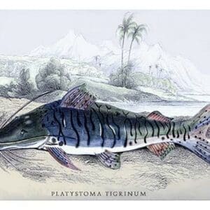 Platystoma Tigrinum by Robert H. Schomburgk - Art Print