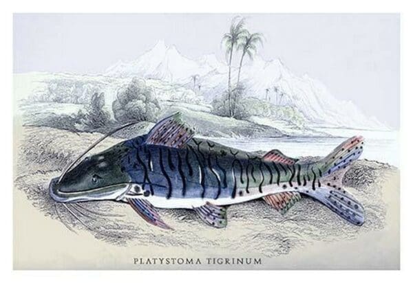 Platystoma Tigrinum by Robert H. Schomburgk - Art Print