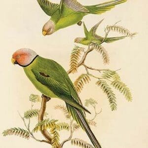 Plum Headed Parakeet by John Gould - Art Print