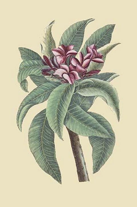 Plumeria by Mark Catesby - Art Print