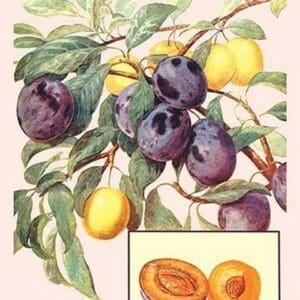 Plums - Art Print