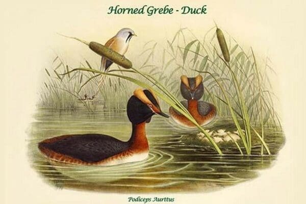 Podiceps Aurttus - Horned Grebe - Duck by John Gould - Art Print